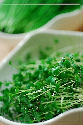 青花菜苗 梅子煮藝 痞客邦 青花菜苗 梅子煮藝 痞客邦