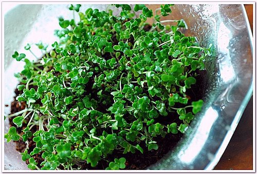 青花菜苗 梅子煮藝 痞客邦 青花菜苗 梅子煮藝 痞客邦