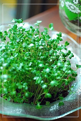 青花菜苗 梅子煮藝 痞客邦