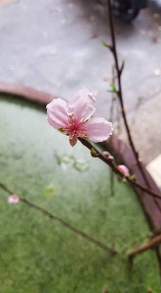 情人節 鹽燈催旺桃花運