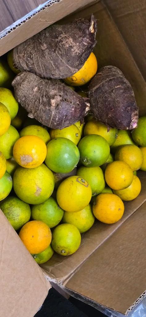 「檳榔心芋」的父愛 懷念「大濛」的嘉義火車站