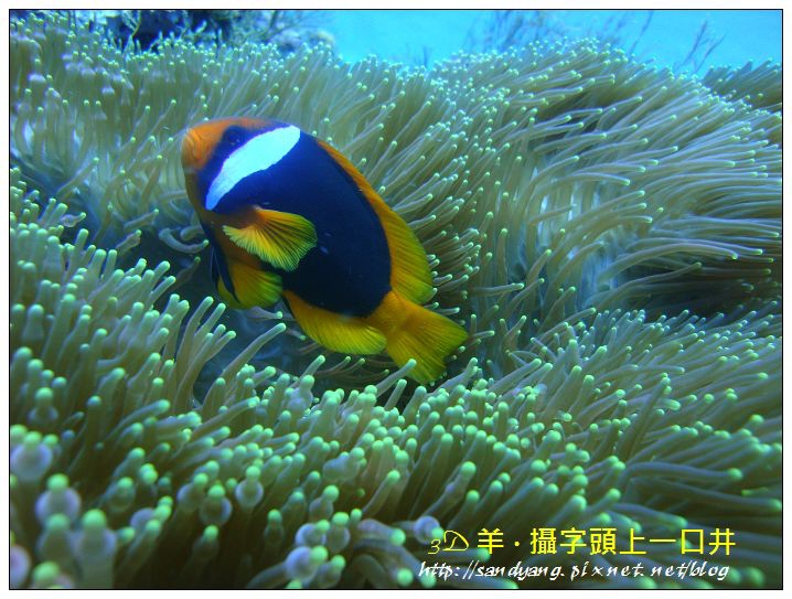 nEO_IMG_【紅小丑】白條雙鋸魚(Amphiprion frenatus).jpg