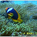 nEO_IMG_【紅小丑】白條雙鋸魚(Amphiprion frenatus).jpg