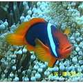 nEO_IMG_【紅小丑】白條雙鋸魚(Amphiprion frenatus)1.jpg