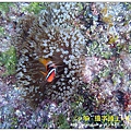 nEO_IMG_【紅小丑】白條雙鋸魚(Amphiprion frenatus)2.jpg