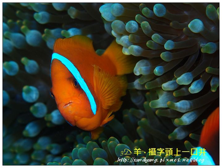 nEO_IMG_【紅小丑】白條雙鋸魚(Amphiprion frenatus)5.jpg