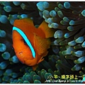 nEO_IMG_【紅小丑】白條雙鋸魚(Amphiprion frenatus)5.jpg