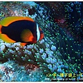 nEO_IMG_【紅小丑】白條雙鋸魚(Amphiprion frenatus)3.jpg