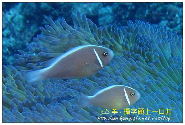 nEO_IMG_【粉紅小丑、咖啡小丑】粉紅雙鋸魚(Amphiprion perideraion)1.jpg