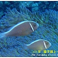 nEO_IMG_【粉紅小丑、咖啡小丑】粉紅雙鋸魚(Amphiprion perideraion)1.jpg