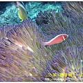 nEO_IMG_【粉紅小丑、咖啡小丑】粉紅雙鋸魚(Amphiprion perideraion).jpg