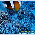 nEO_IMG_【雙帶小丑魚】克氏雙鋸魚(Amphiprion clarkii).jpg