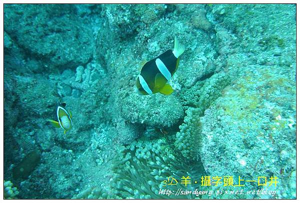 nEO_IMG_【雙帶小丑魚】克氏雙鋸魚(Amphiprion clarkii)1.jpg