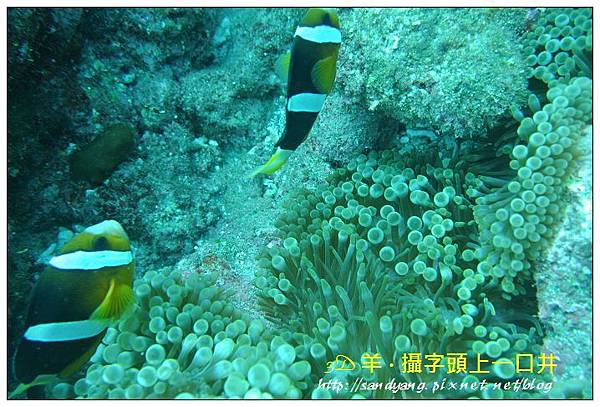 nEO_IMG_【雙帶小丑魚】克氏雙鋸魚(Amphiprion clarkii)2.jpg