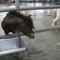 DSC08005.JPG