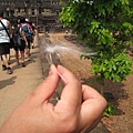 IMG_7485.JPG
