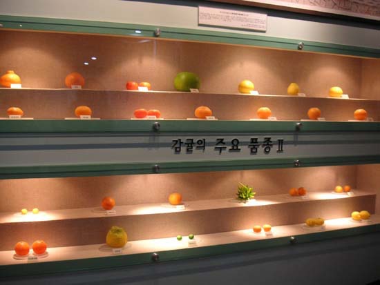 柑橘博物館-各式各樣的橘子.JPG