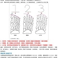 達人教戰》3種腳型：埃及、希臘、正方型