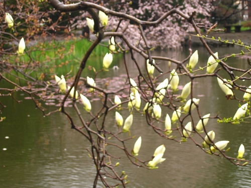 呃..花.樹?