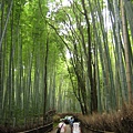 嵯峨野和嵐山具代表性風景--竹林