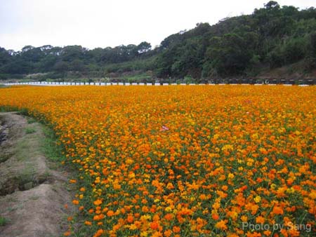 向前開一點，還有一片花田