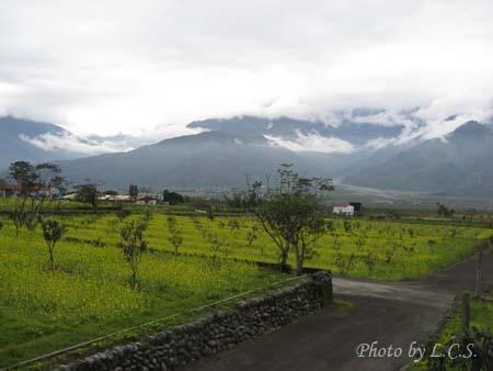 花蓮綠野香坡