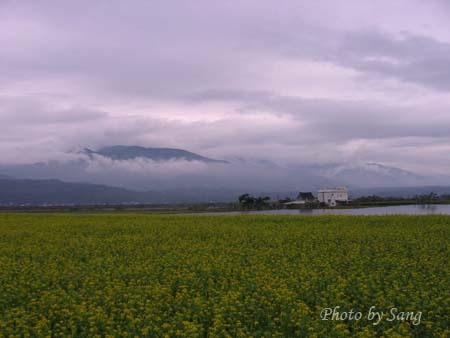 花蓮台九線上油菜花田