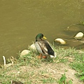池畔的鴨子