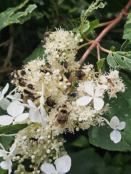 Day2-2 道北的離島 - 自駕利尻一周順便挖海膽去 Day2-2 道北的離島 - 自駕利尻一周順便挖海膽去