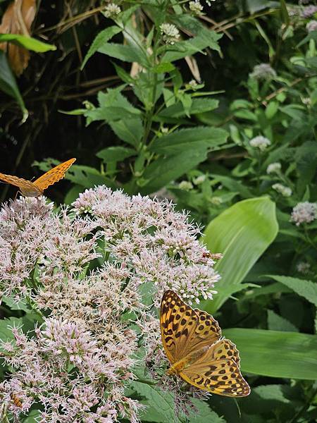 Day2-2 道北的離島 - 自駕利尻一周順便挖海膽去 Day2-2 道北的離島 - 自駕利尻一周順便挖海膽去