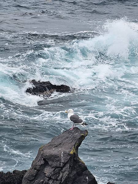 Day2-2 道北的離島 - 自駕利尻一周順便挖海膽去 Day2-2 道北的離島 - 自駕利尻一周順便挖海膽去