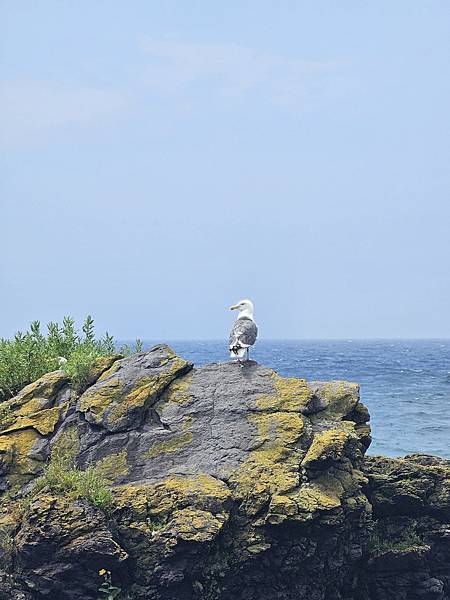 Day2-2 道北的離島 - 自駕利尻一周順便挖海膽去 Day2-2 道北的離島 - 自駕利尻一周順便挖海膽去
