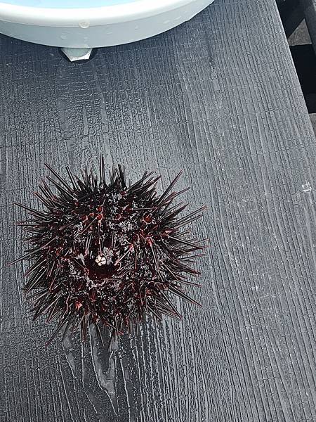 Day2-2 道北的離島 - 自駕利尻一周順便挖海膽去 Day2-2 道北的離島 - 自駕利尻一周順便挖海膽去