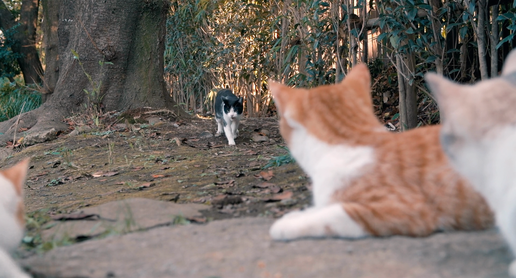 [J.X%26;WiKi]Cats.Don%5Ct.Come.When.You.Call.2016.1080p.BluRay.x264.10bit.DTS_20161019170553.PNG