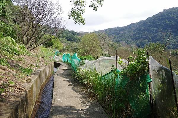 B34-IMGP5926-往士林天母山區道路可見從陽明山水流而下的圳溝渠道.JPG