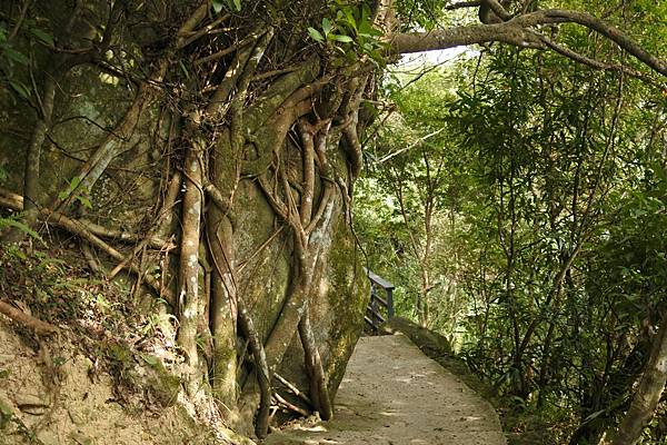 B48-DSC_1928-往捷運劍南路站方向親山步道樹根勒石.JPG