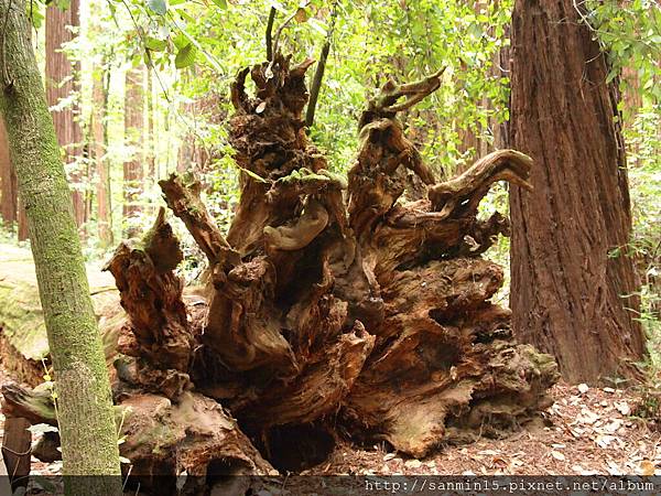 Henry Cowell Redwoods SP