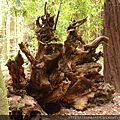 Henry Cowell Redwoods SP