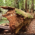 Henry Cowell Redwoods SP