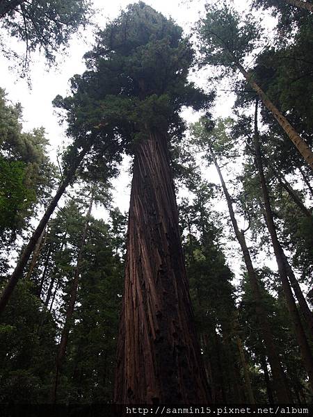 Henry Cowell Redwoods SP