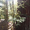 Big Basin Redwoods SP