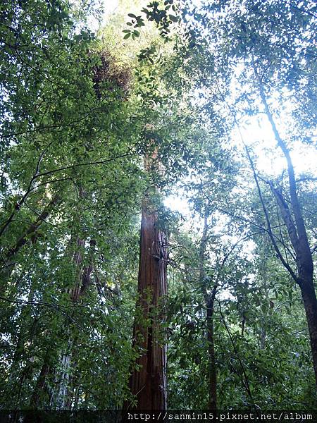 Big Basin Redwoods SP