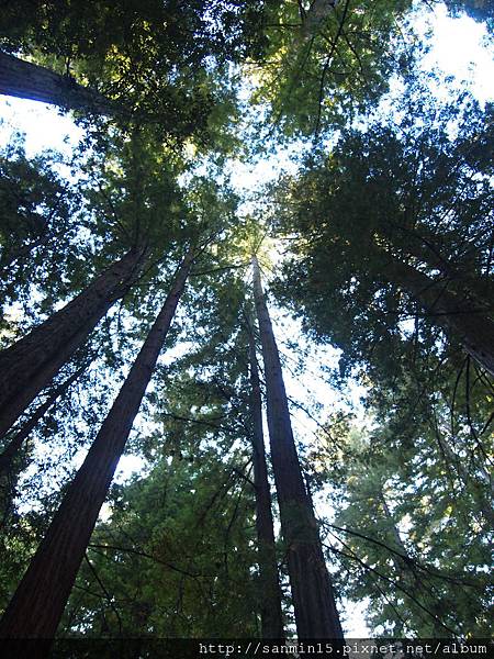 Big Basin Redwoods SP