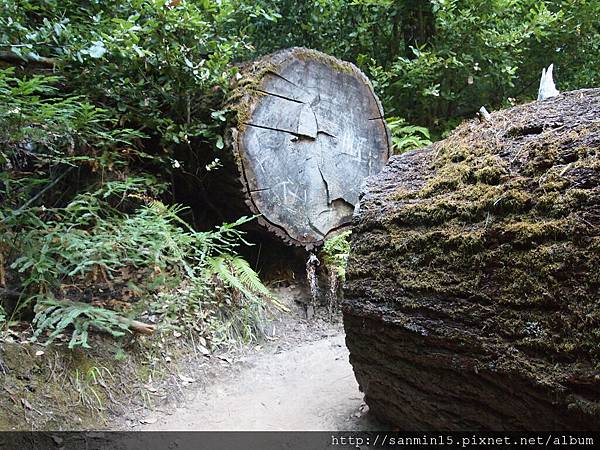 Big Basin Redwoods SP