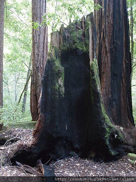 Big Basin Redwoods SP