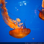 Cal Academy of Science