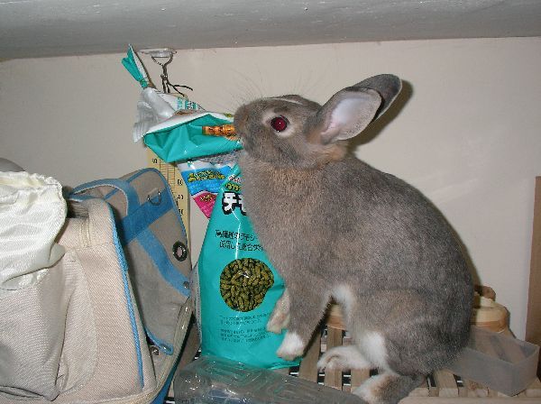 既然是最愛的飼料 當然也要用下巴磨一摩囉