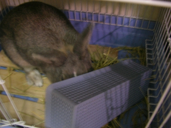 碗底也要吃光光