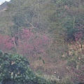 0207清境清靜181.JPG