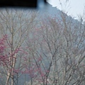 0207清境清靜182.JPG